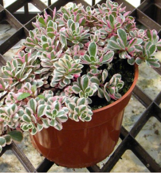 Sedum spurium VARIEGATUM v ndobe