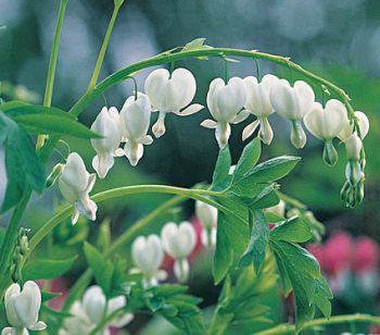 Dicentra spectabilis ALBA, detail kvetov