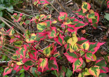 Houttuynia cordata CHAMELEON