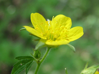 Waldsteinia geoides, detail kvetu