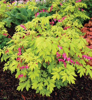 Dicentra spectabilis GOLDHEART