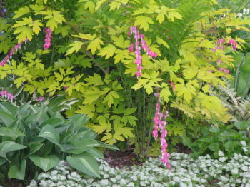 Dicentra spectabilis GOLDHEART, v zhone