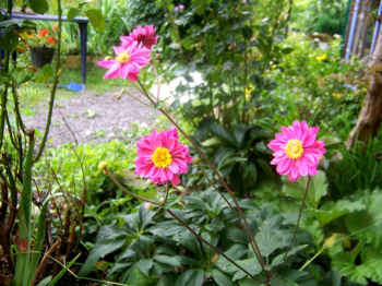 Anemone hybrida SERENADE, v zhone