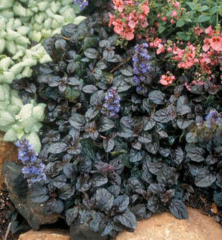 Ajuga reptans MAHOGANY, v zhone