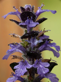 Ajuga reptans MAHOGANY, detail kvetu