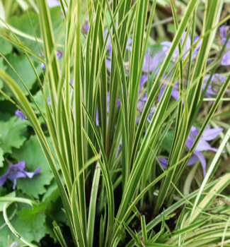 Carex brunnea AUREOMARGINATA detail rastliny