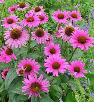 Sonnenhut (Echinacea) 'MAGNUS', Cont. 1,5 l