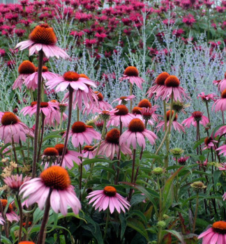 Echinacea purpurea MAGNUS