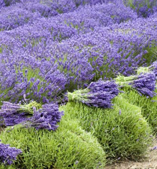 Lavendel GROSSO, Cont. 1 l