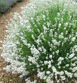 Lavendel ARCTIC SNOW, Cont. 0,5 l