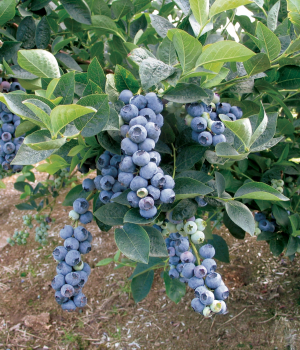 Vaccinium corymbosum BLUEJAY