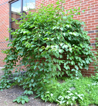 Actinidia arguta 