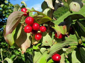 Drie jedl / Cornus mas