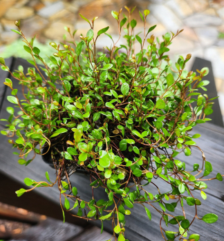 Mhlenbeckia NANA Cont. 0,5 l