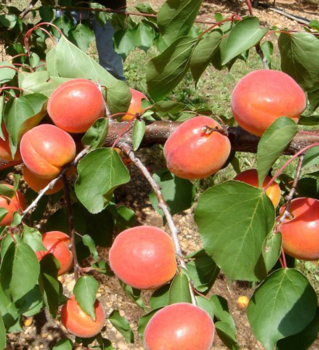 Prunus armeniaca BERGERON