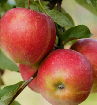 Apfel 'MELODIE' Unterlage M26, wurzelnackt