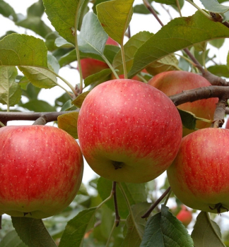 Apfel 'RUBN' Unterlage M26, wurzelnackt