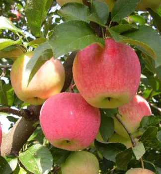 Apfel 'FLORINA' Unterlage A2, wurzelnackt