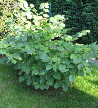 Corylus avellana HALLSK