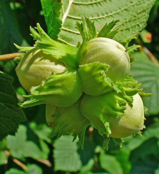 Corylus avellana HALLSK detail plodov