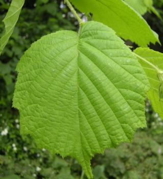 Corylus avellana HALLSK detail listov