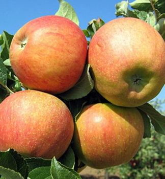 Apfel BRAEBURN Unterlage M9, wurzelnackt