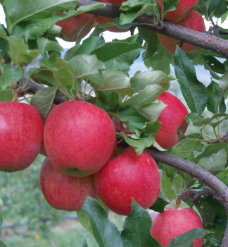 Apfel 'VISTA BELLA' Unterlage M9, wurzelnackt