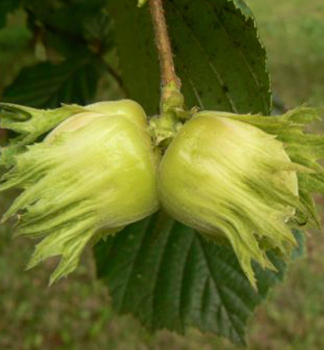 Lambertsnuss HALLSK, wurzelballen