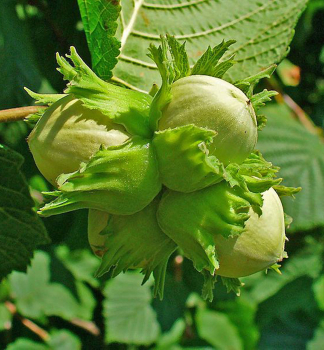 Lambertsnuss WEBBOVA, wurzelballen