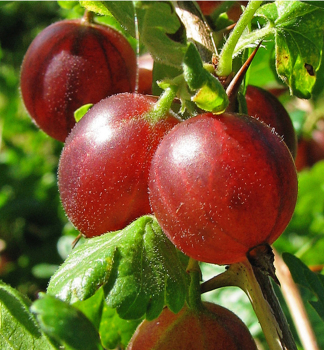 Stachelbeere HINNONMAKI RED auf Stamm 70 cm, wurzelballen