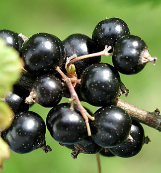 Johannisbeere JEBYN 30-40 cm, wurzelballen