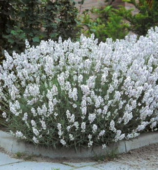 Lavendel EDELWEISS, Cont. 0,5 l