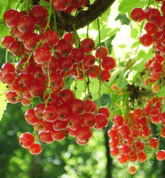 Johannisbeere TATRAN 20-30 cm, wurzelballen