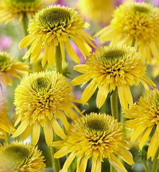 Sonnenhut (Echinacea) ECCENTRIC YELLOW Cont. 0,5 l