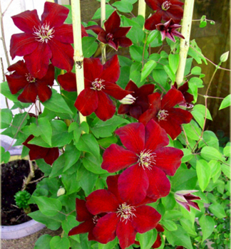 Clematis 'WESTERPLATTE' 20-30 cm, Cont. 2 l, Pflanze mit Rankhilfen