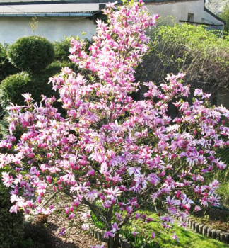 Lilienbltige Magnolie 'BETTY' 50-60 cm, Inhalt 2,5 l