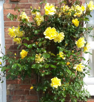 Kletterrose 'GOLDEN SHOWERS', Wurzelballen