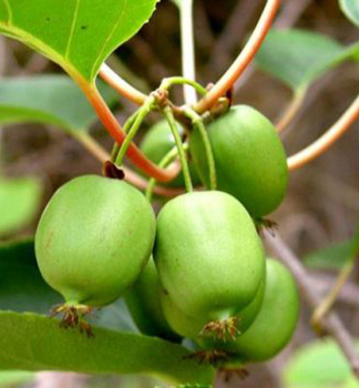 Mini-Kiwi KOKUWA 40-50 cm, Cont. 2 l