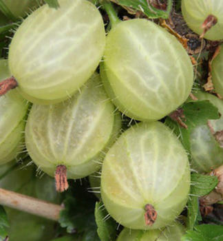 Stachelbeere REFLAMBA auf Stamm 60 cm, wurzelballen