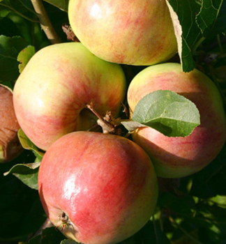 Sulenapfel 'POLKA' Unterlage M7, wurzelnackt