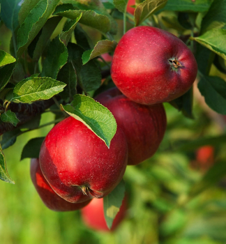 Apfel JONATHAN Unterlage M9, wurzelnackt