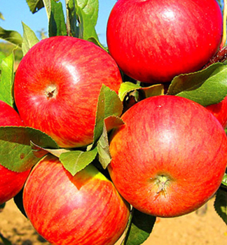 Apfel TOPAZ Unterlage A2, wurzelnackt