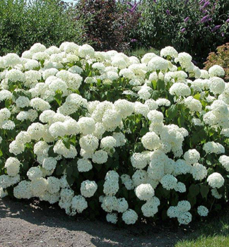 Ballhortensie 'ANNABELLE' 30-40 cm, Cont. 2,5 l