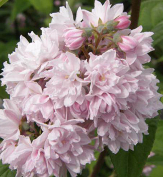 Deutzie 'PINK POM POM' 60-70 cm, Cont. 2,5 l