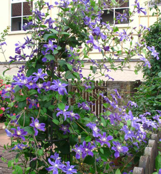 Clematis ARABELLA 30-40 cm, Cont. 1,6 l, Pflanze mit Rankhilfen