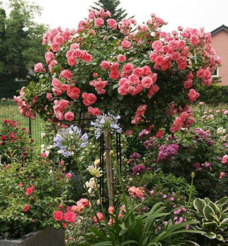 Stammrose 'ROSE' * berhngend, auf Stamm 100 cm, Wurzelballen