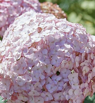 Ballhortensie 'CANDYBELLE BUBBLEGUM' 20-30 cm, Cont. 2,5 l