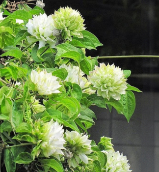 Clematis 'KOHANA' 30-40 cm, Cont. 1,6 l, Pflanze mit Rankhilfen