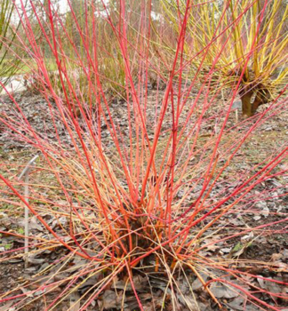 Blutroter Hartriegel 'ANNY'S WINTER ORANGE' 50-60 cm, Cont. 2 l