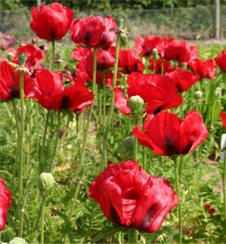 Orientalischer Mohn BRILLIANT Cont. 0,5 l